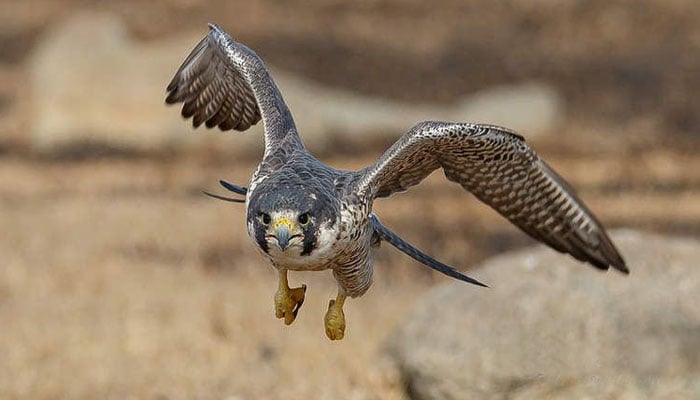 دنیا کا تیز ترین جانور باز، اڑنے کی رفتار 300 کلومیٹر فی گھنٹہ سے زائد