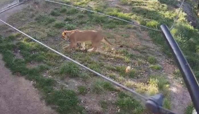 سڈنی :چڑیا گھر سے 5 شیر کیسے فرار ہوئے، ویڈیو سامنے آگئی