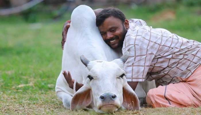 ویلنٹائن ڈے پر گائے کو گلے لگائیں، بھارتی حکومت کی شہریوں کو ہدایت