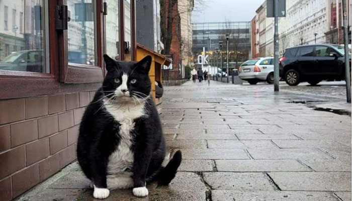 پولینڈ کے شہر سیچین کی فربہ بلی سیاحوں کے لیے کشش کا سبب بن گئی