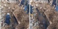 ترکیہ زلزلہ: 21  روز بعد ملبے تلے سے گھوڑے کو معجزانہ طور پر زندہ نکال لیا گیا