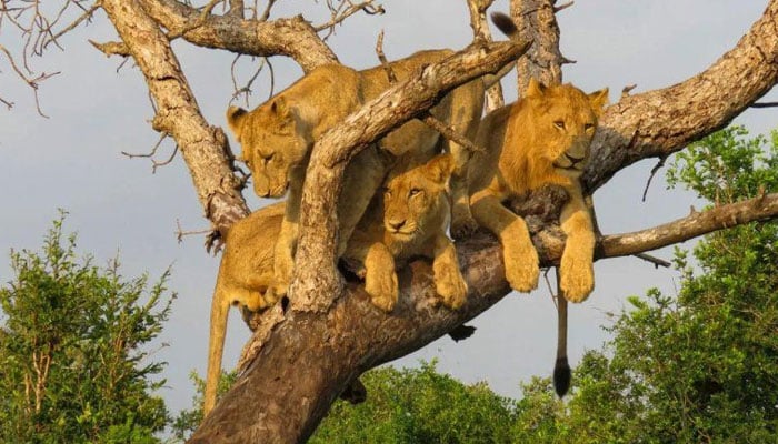 شیر کس کے خوف سے درخت پر چڑھ گئے؟