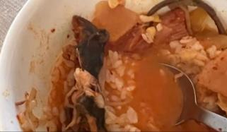 امریکی ریسٹورنٹ میں خاتون کے کھانے سے مرا ہوا چوہا نکل آیا