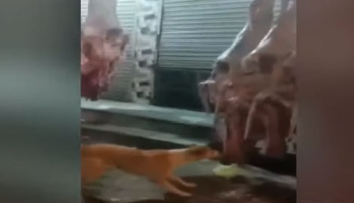 پنڈی گوشت مارکیٹ میں باہر لٹکا گوشت کتے کھانے لگے