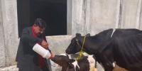 شیخ رشید کی بَچھڑے کو دودھ پلانے کی ویڈیو سوشل میڈیا پر وائرل