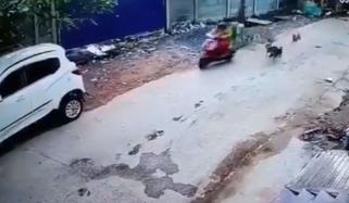 کتوں سے بچنے کی کوشش کرتی خاتون کی اسکوٹی گاڑی سے ٹکرا گئی