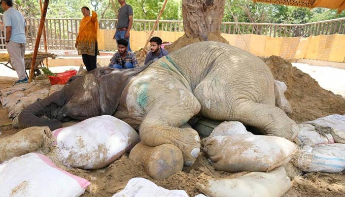 ہتھنی نور جہاں - فوٹو بشکریہ ڈی ڈبیلیو