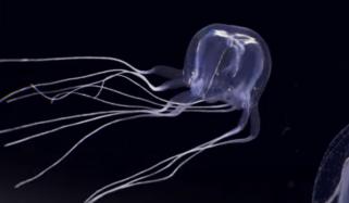 ہانگ کانگ میں 24 آنکھوں والی’جیلی فش‘ کی دریافت