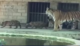 بہاول پور چڑیا گھر انتظامیہ عید پر شیرنی کے نو زائیدہ بچوں کو عوام کے سامنے لی آئی