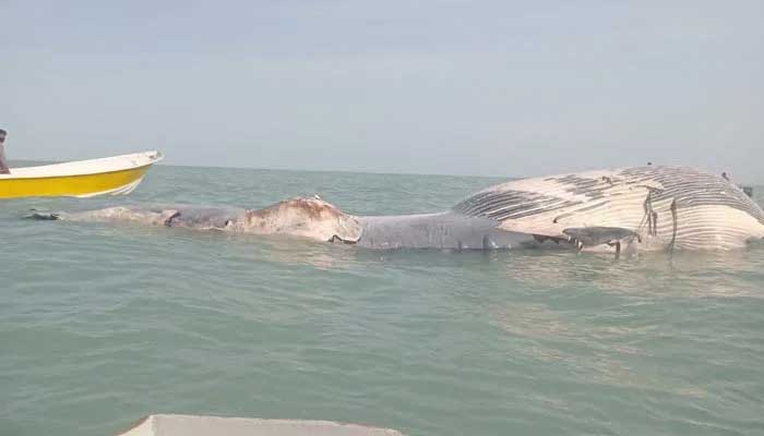 A dead blue whale was found washed ashore in the Giovanni area