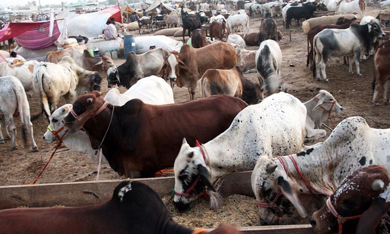 آئی جی سندھ کی مویشی منڈی میں خریداروں اور بیوپاروں کیلئے سیکیورٹی یقینی بنانے کی ہدایت