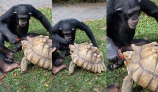 بندر کی کچھوے کیساتھ سیب بانٹتے ویڈیو وائرل