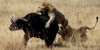 بھینسے کی حاضر دماغی، شیروں کے حملے سے بچ گیا، ویڈیو وائرل