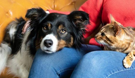 بلی یا کتا، کون زیادہ وفادار ہوتا ہے؟