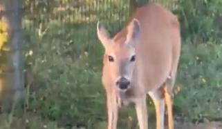 ویڈیو، ہرن بھی سبزہ چھوڑ کر گوشت کی دیوانی ہوگئی