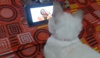 بلیوں کو بھی فلم’پٹھان‘ پسند آگئی