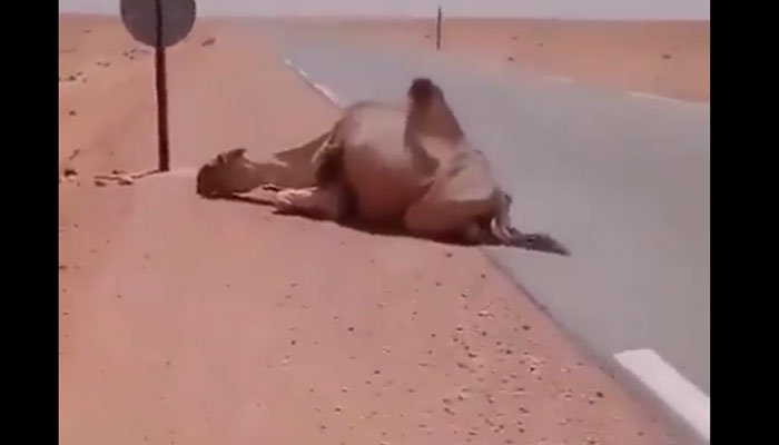 فوٹو، ٹوئٹر
