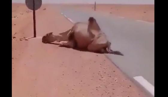 ڈرائیور نے تپتے صحرا میں پیاس سے نڈھال اونٹ کی جان بچالی