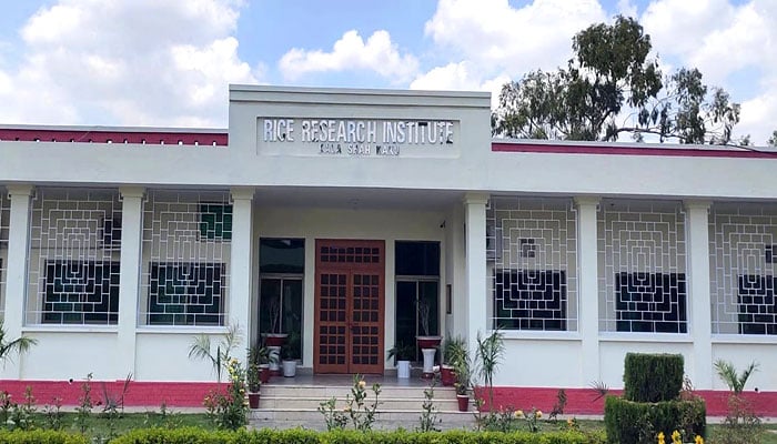 پاکستانی سائنسدان ابتک سب سے لمبے چاولوں کی نئی قسم پیدا کرنے میں کامیاب ہوگئے