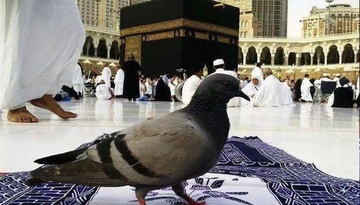 فائل فوٹو
