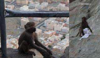 جبل نور پر آنے والی خاتون سے مستی کرتے ہوئے شرارتی بندر کی ویڈیو وائرل