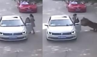 چین، سفاری پارک میں گاڑی سے باہر نکلنے والی خاتون پر شیر کا حملہ