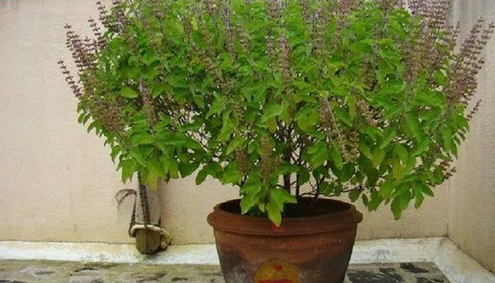 مون سون کے دوران گھر میں مکھیوں کا داخلہ بند کرنے کیلئے پودوں سے مدد لیجئے