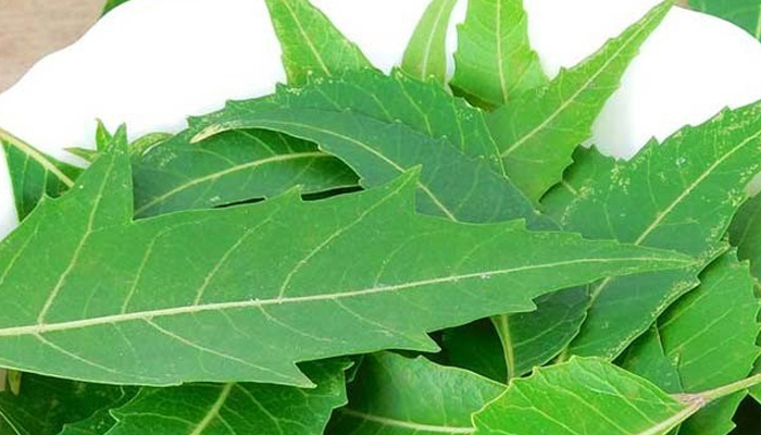 مون سون کے دوران گھر میں مکھیوں کا داخلہ بند کرنے کیلئے پودوں سے مدد لیجئے