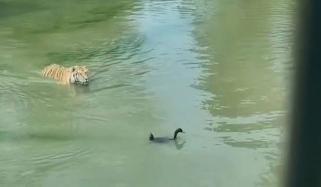 چالاک بطخ نے چیتے کو چکما دے کر اپنی جان بچا لی