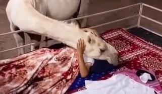  اونٹنی نے سوتے ہوئے مالک کو گلے لگا لیا