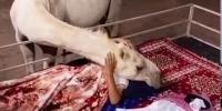  اونٹنی نے سوتے ہوئے مالک کو گلے لگا لیا