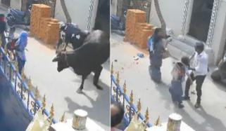 بھارت، اسکول سے واپس گھر جاتی کمسن بچی کو گائے نے روند ڈالا