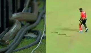 ویڈیو: سانپ اسٹیڈیم میں داخل ہونے سے کھلاڑی خوفزدہ