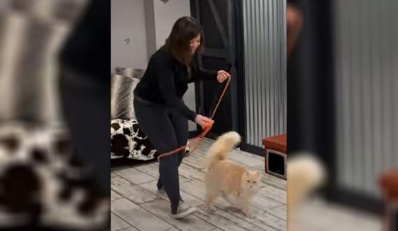 13 سالہ بلی کا رسی پھلانگنے کا حیرت انگیز عالمی ریکارڈ 