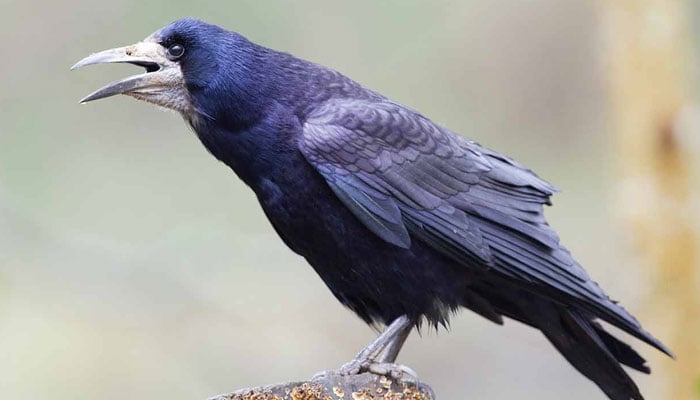 دنیا کے ذہین ترین پرندے کونسے ہیں؟