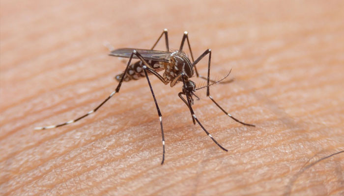 پنجاب: 24 گھنٹوں میں مزید 101 ڈینگی کیسز رپورٹ پنجاب: 24 گھنٹوں میں مزید 101 ڈینگی کیسز رپورٹ