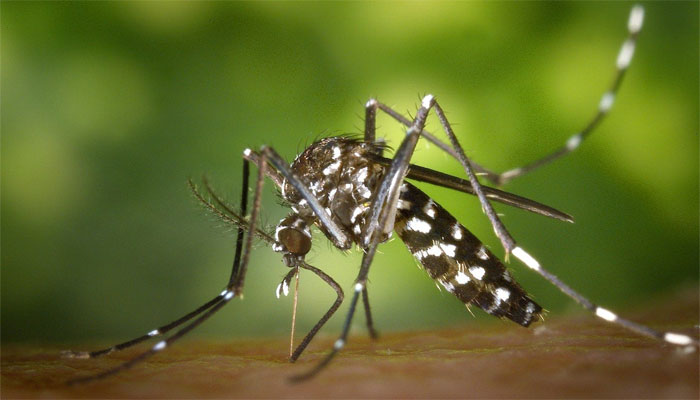 کراچی میں آج ملیریا کے 14 کیسز رپورٹ، ملیر سب سے زیادہ متاثر