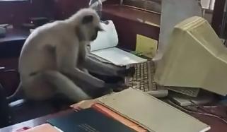 بھارتی ریلوے اسٹیشن پر لنگور کمپیوٹر استعمال کرنے لگا