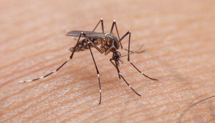 پنجاب: ڈینگی کے مزید 139 کیسز رپورٹ پنجاب: ڈینگی کے مزید 139 کیسز رپورٹ