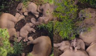 بڑے جانور کے بڑے خراٹے