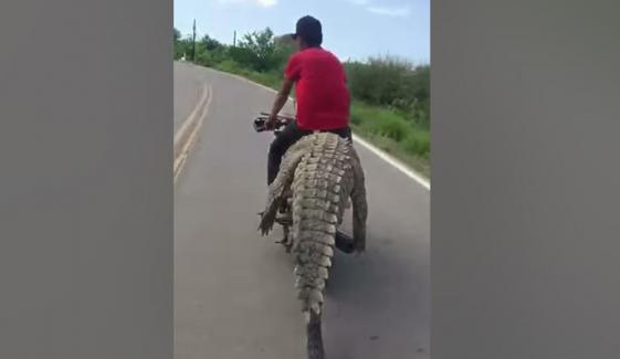 بھارتی نوجوان کی مگرمچھ کیساتھ موٹر سائیکل پر سواری، ویڈیو وائرل