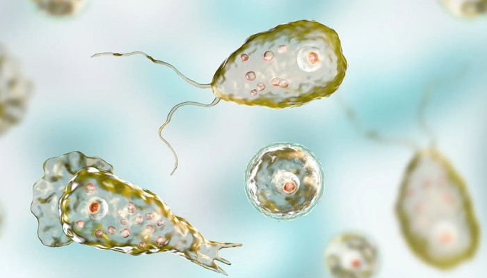 نیگلیریا خطرناک ہے، بچاؤ کا واحد حل پانی میں کلورین کا شامل ہونا ہے، نگراں وزیر صحت سندھ نیگلیریا خطرناک ہے، بچاؤ کا واحد حل پانی میں کلورین کا شامل ہونا ہے، نگراں وزیر صحت سندھ