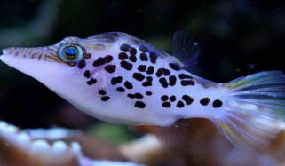 آسٹریلیا: پہلی بار نایاب لیپرڈ ٹوبی پفر مچھلی دکھائی دی