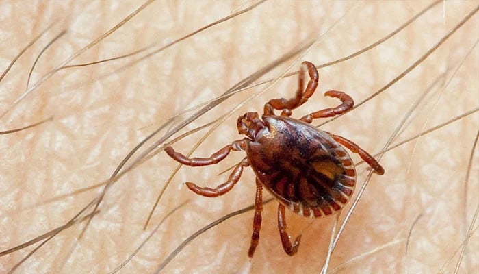 کوئٹہ: 5 ڈاکٹروں سمیت عملے کے 8 افراد کانگو وائرس کا شکار