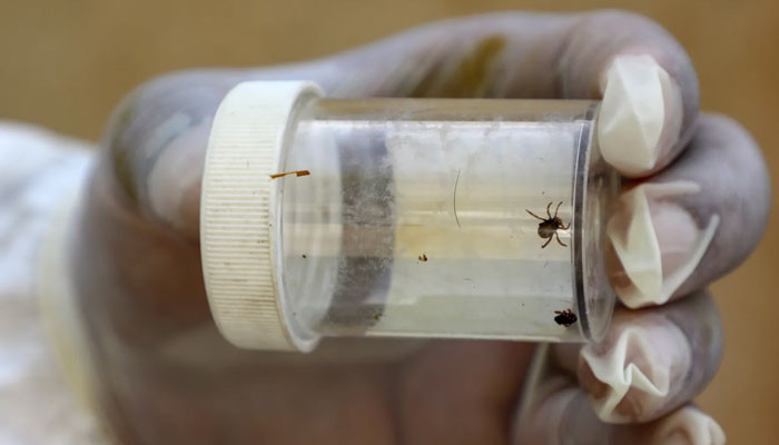 کانگو وائرس کا شکار کوئٹہ کے طبی عملے کے 13 افراد کراچی کے اسپتال میں زیرِ علاج