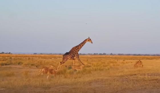 20 شیر 1 زرافے کا شکار کرنے میں ناکام، ویڈیو وائرل