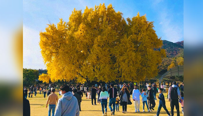 تصویر بشکریہ غیر ملکی میڈیا