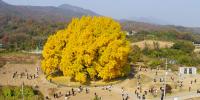 موسم خزاں کا تاثر پیش کرتا 800 برس قدیم درخت سوشل میڈیا کی زینت