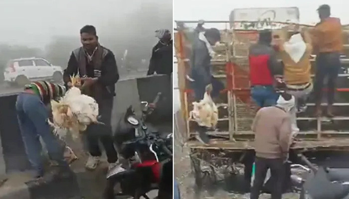بھارت میں مرغی کے ٹرک کو حادثہ، شہری مرغیاں لوٹتے رہے