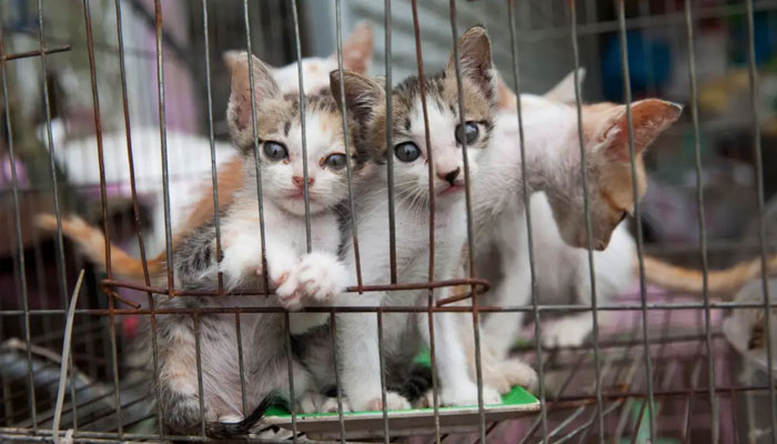 ---- فائل فوٹو